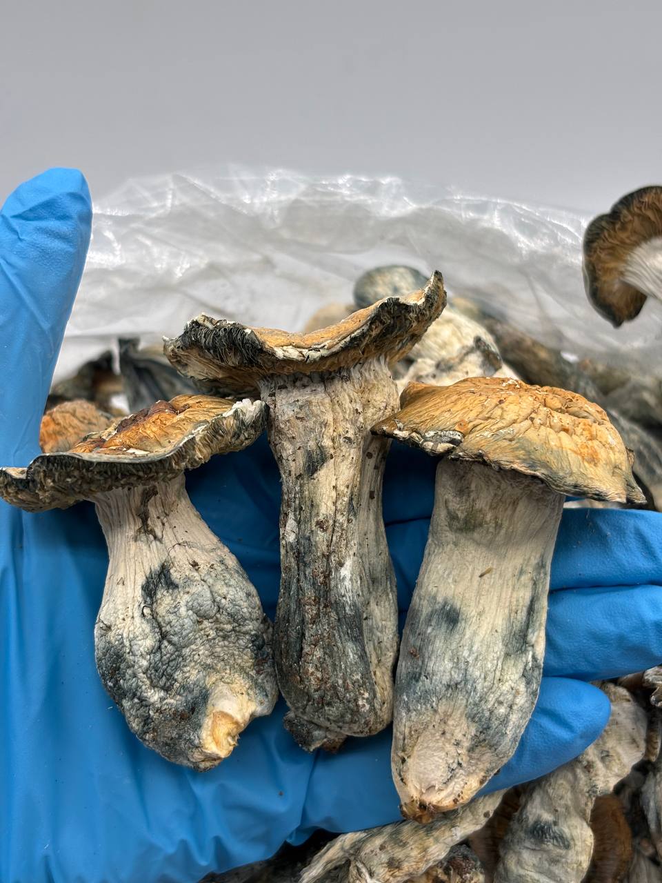 Penis Envy Thrasher Mushrooms