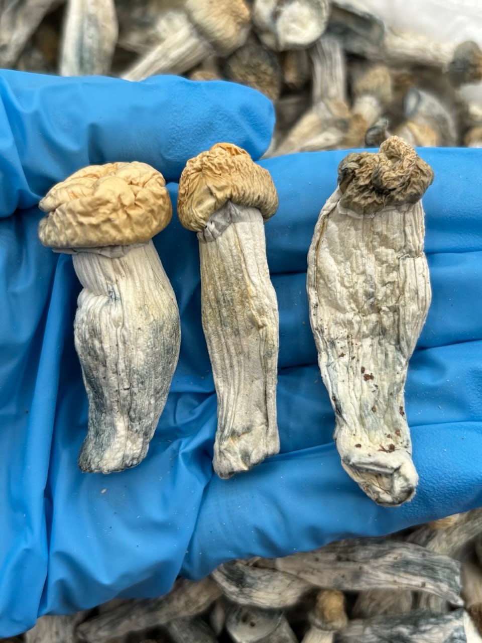 Penis Envy Mushrooms