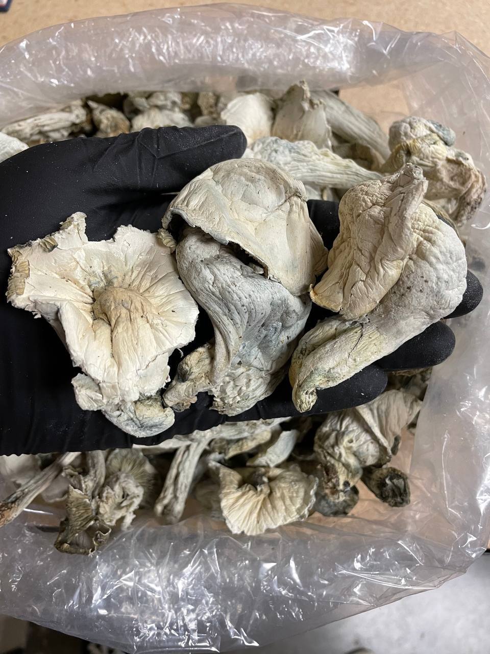 Albino Penis Envy Mushrooms