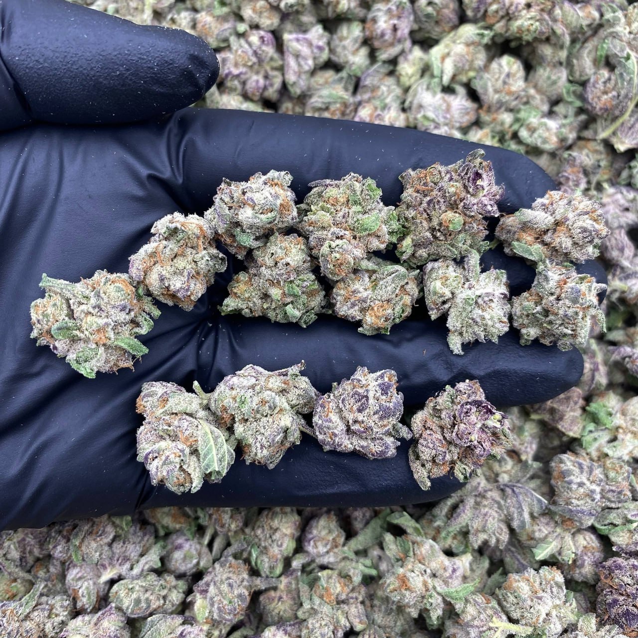 Purple Push Popz Smalls
