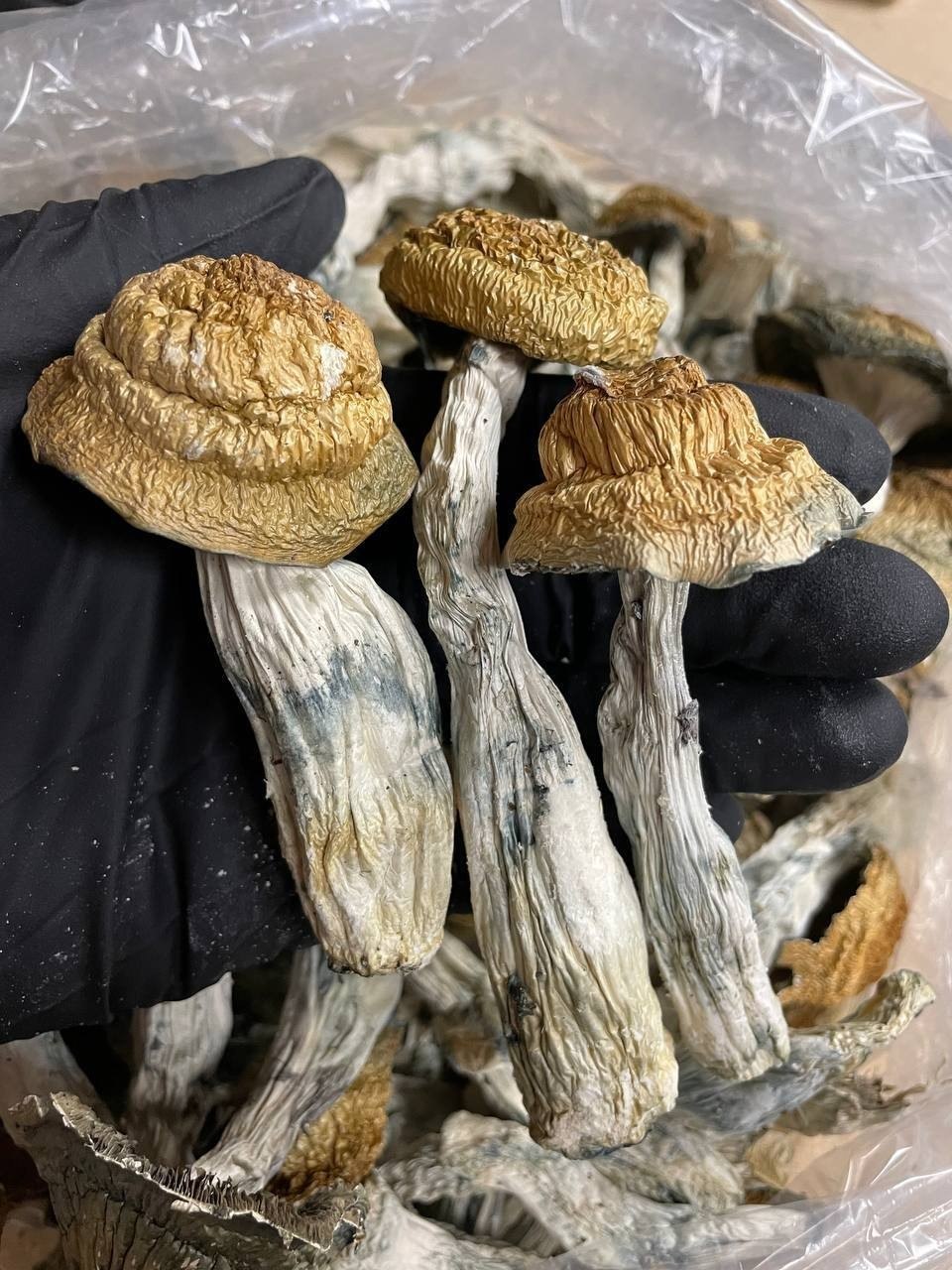 Makilla Mushrooms