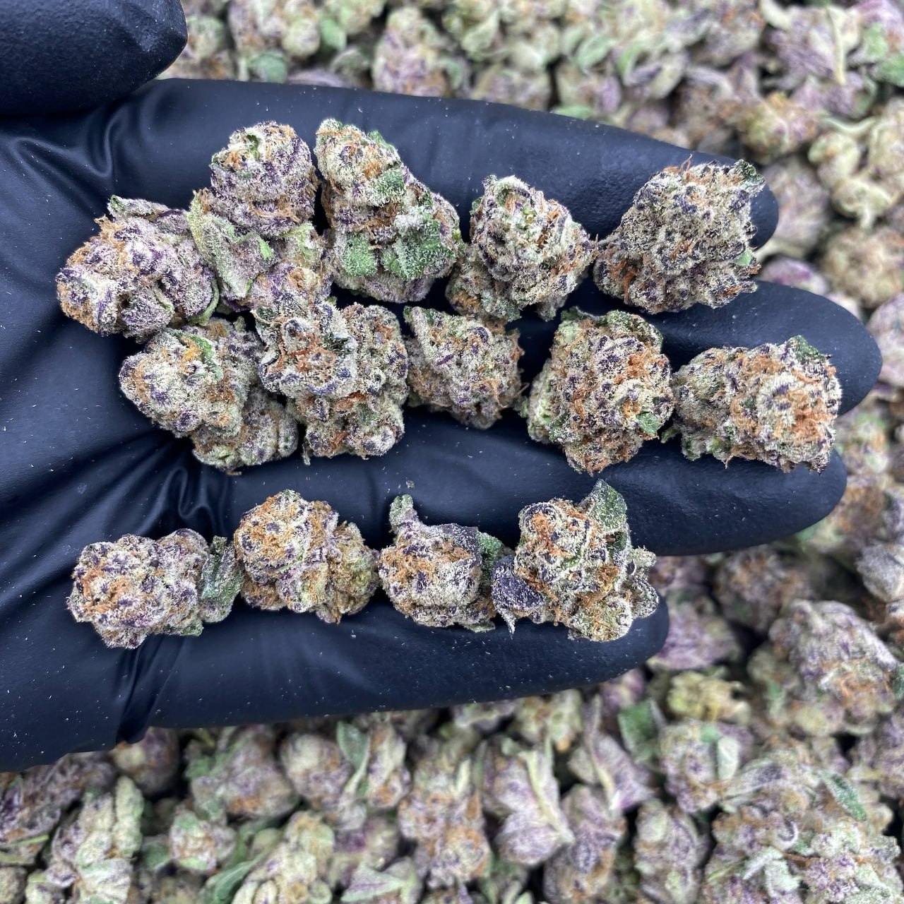 Bl3 Popperz Smalls