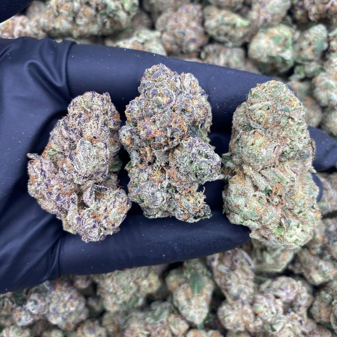 Girl Scout Cookies 3.0