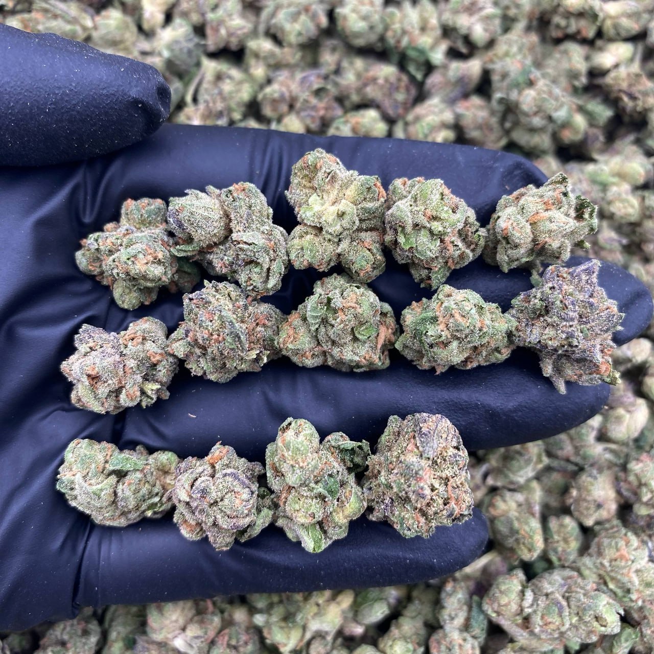 Candy Dream Smalls