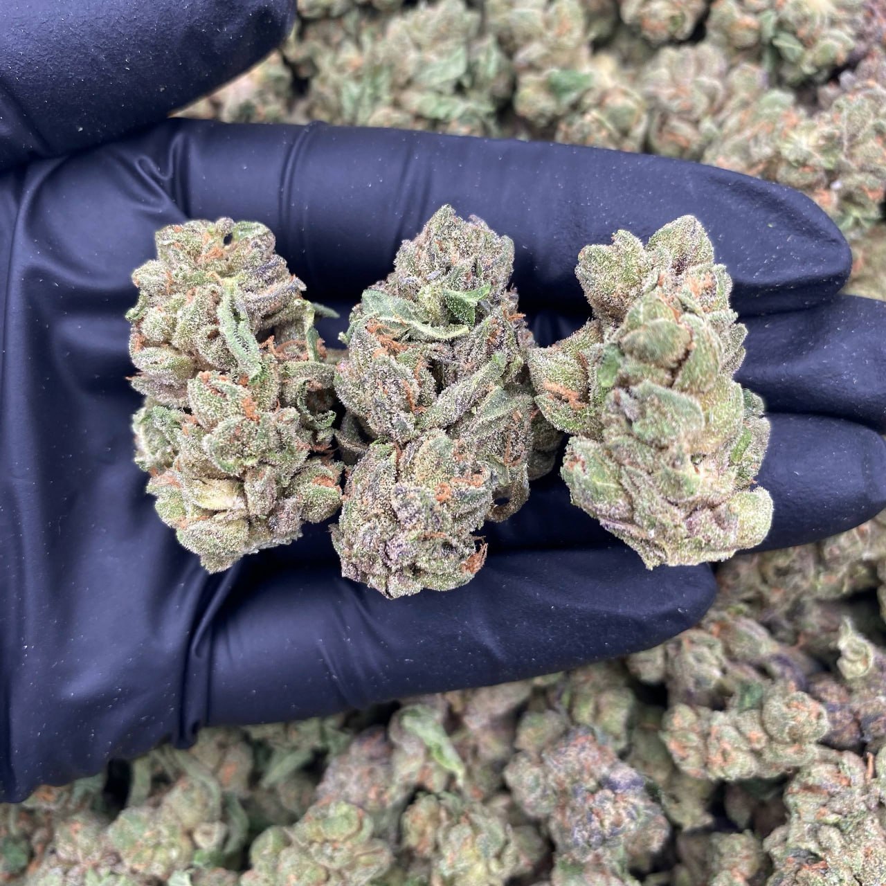 Candy Dream