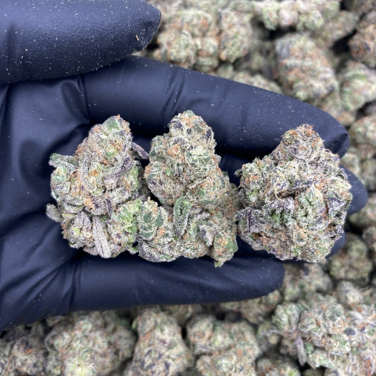 Blueberry Gelato