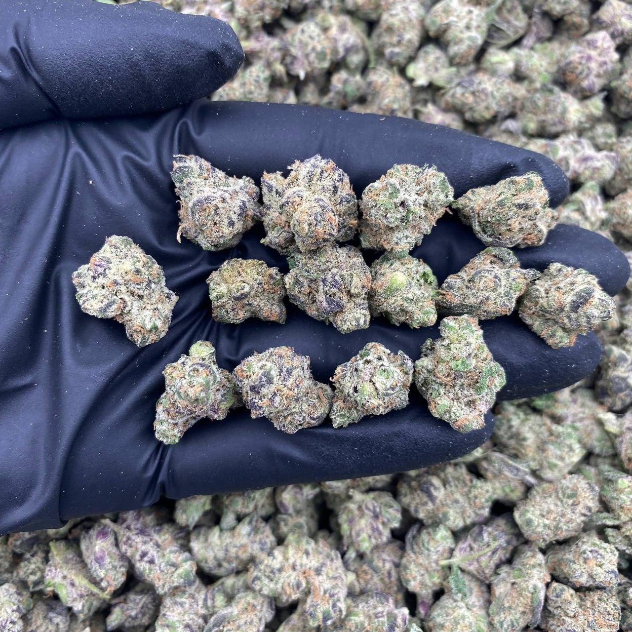 Blueberry Gelato Smalls
