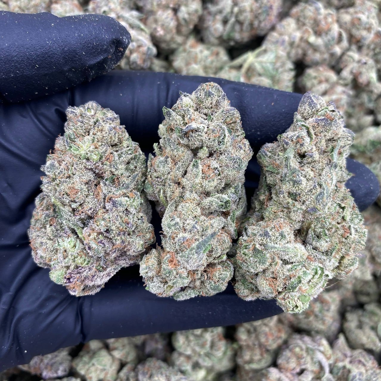 Cherry Fade