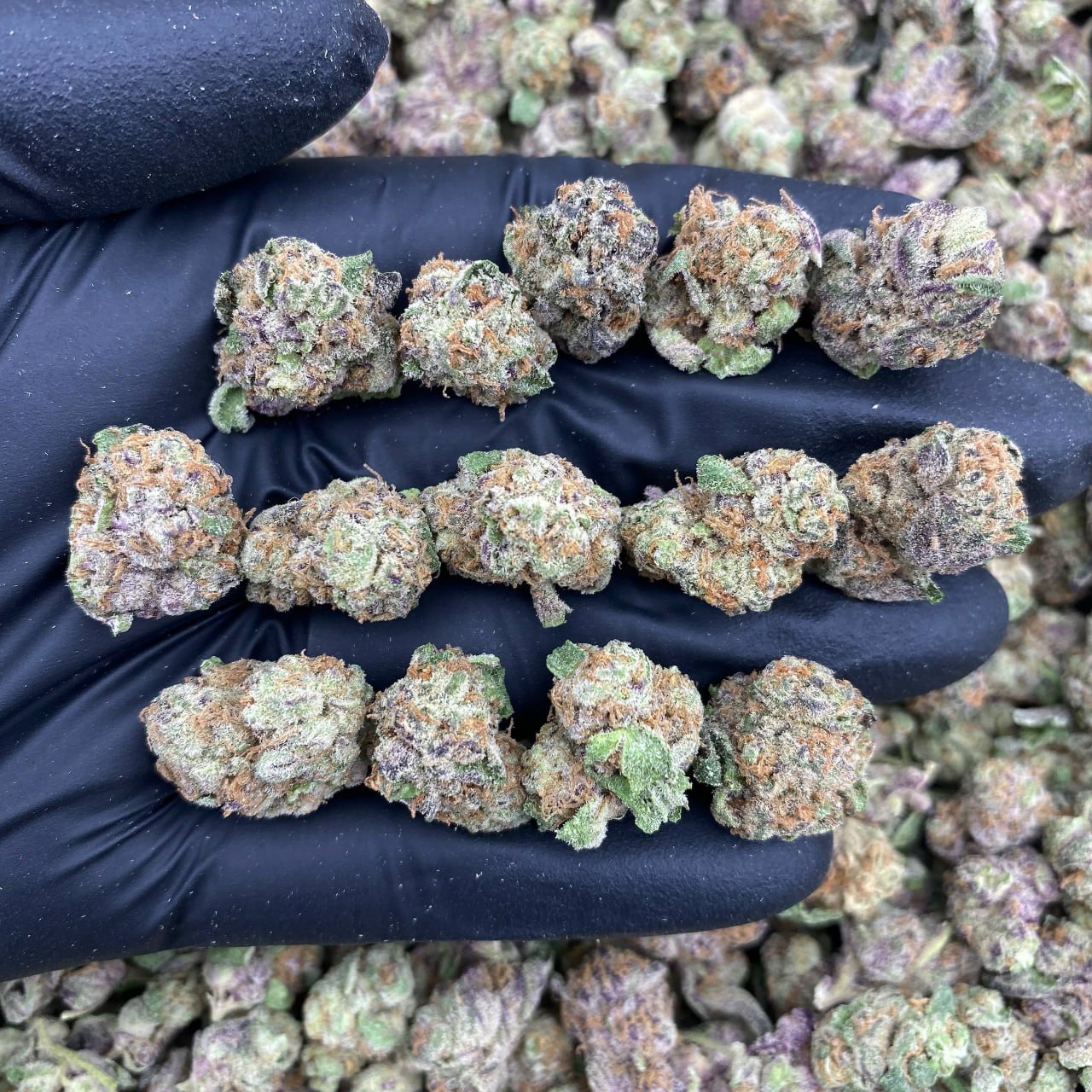 Midnight Buddha Smalls