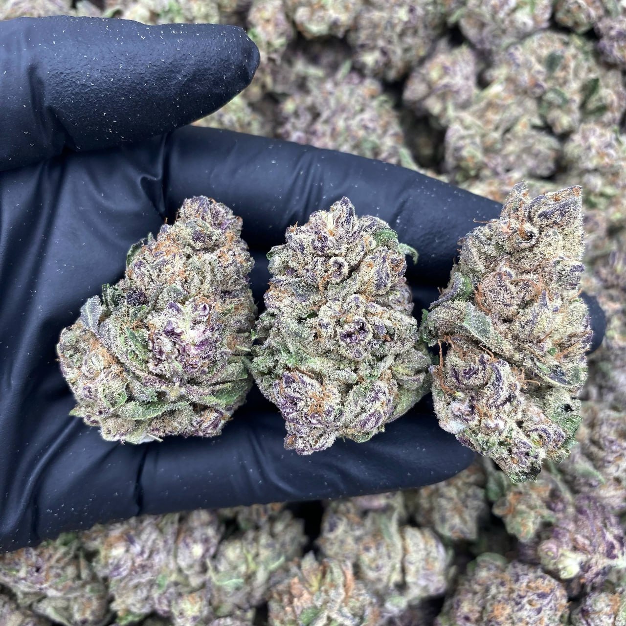 Purple Push Popz