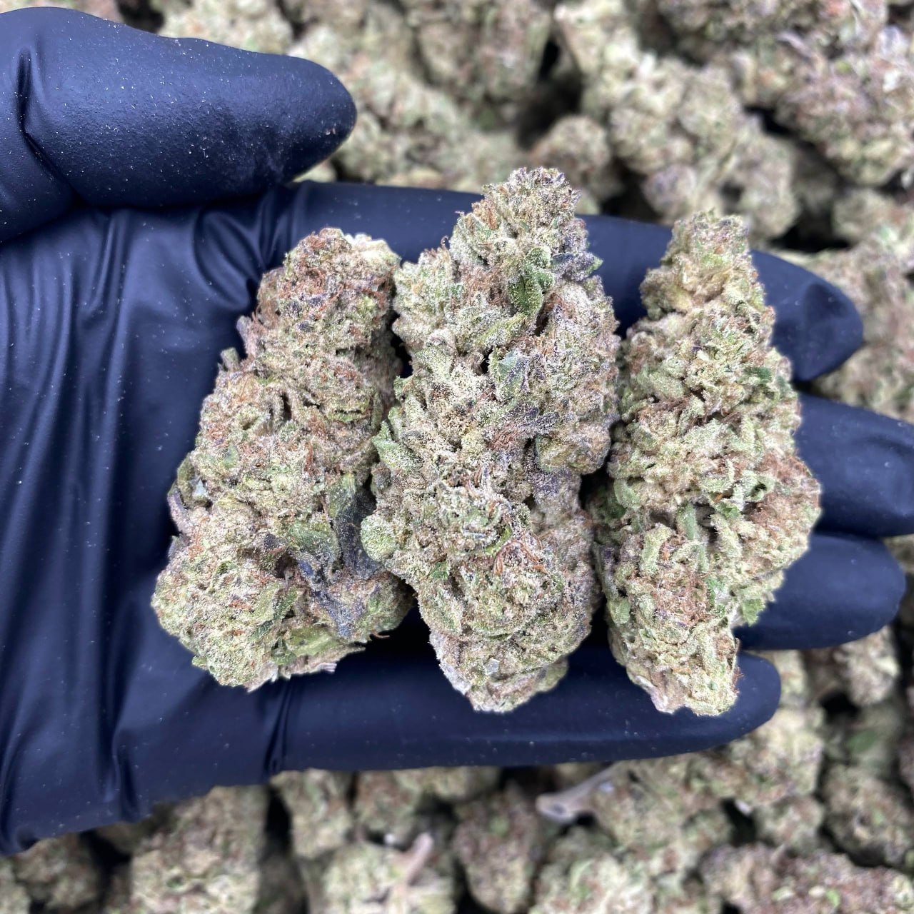 Sour Belt Runtz