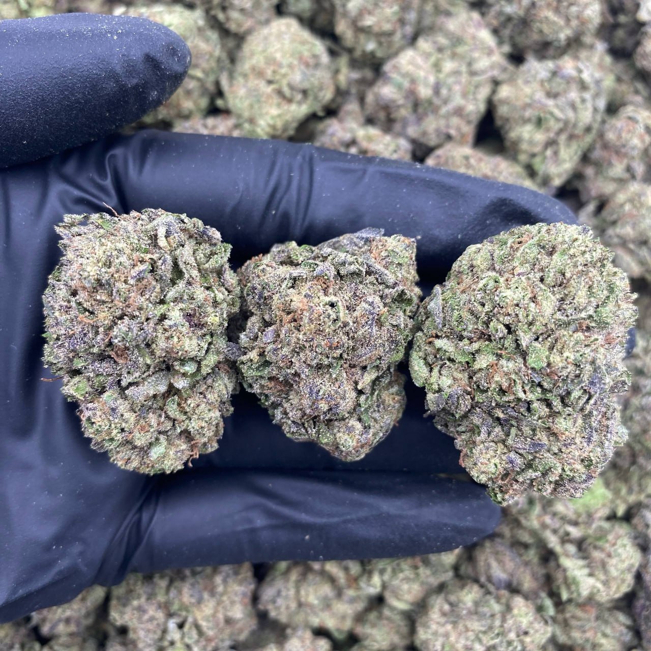 Candy Maniac