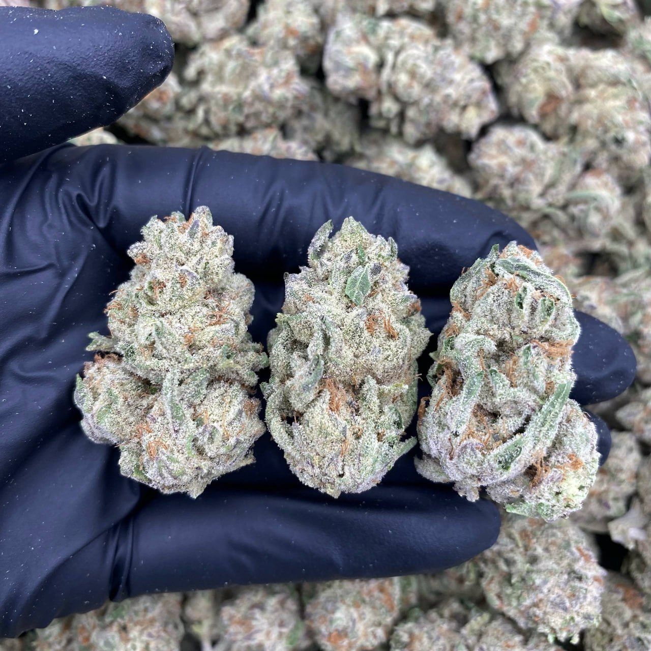 Toasted Marshmellowz
