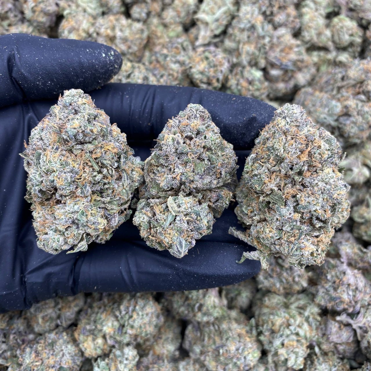 Alice Og
