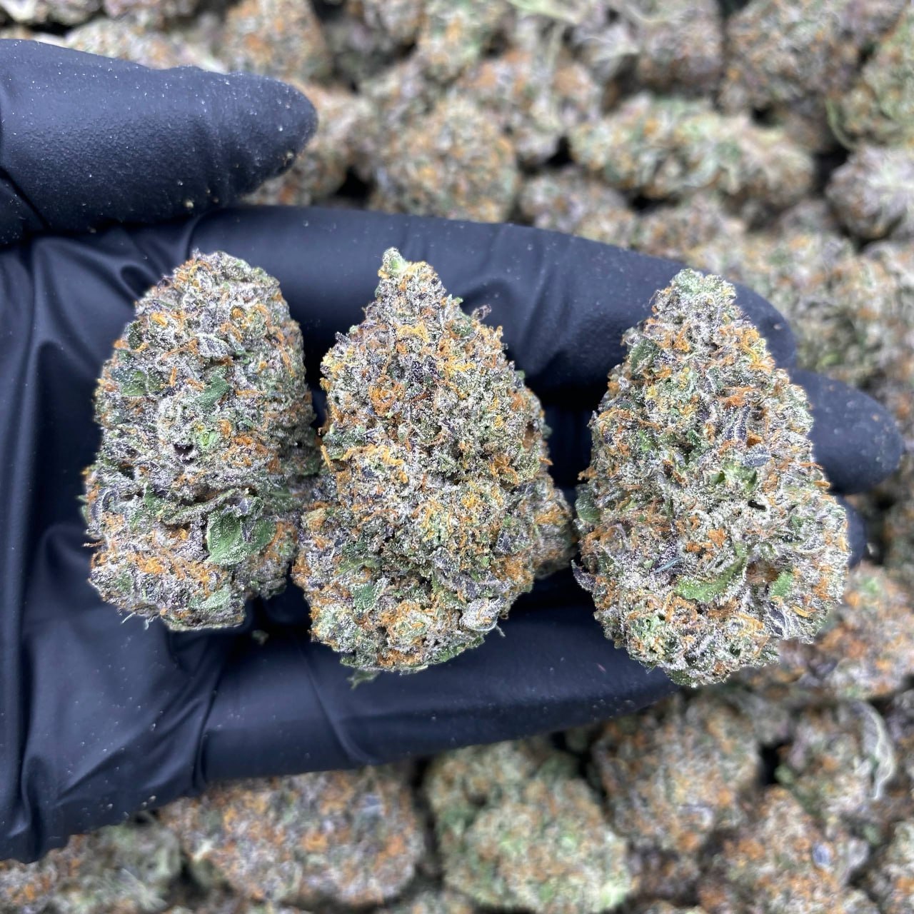 Cheshire Kush