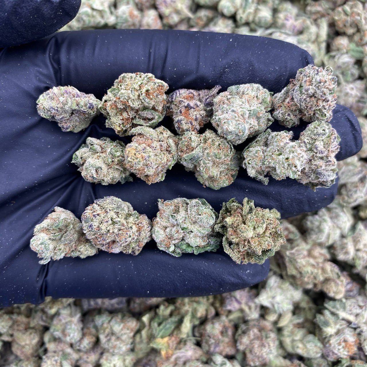 31 Flavorz Smalls