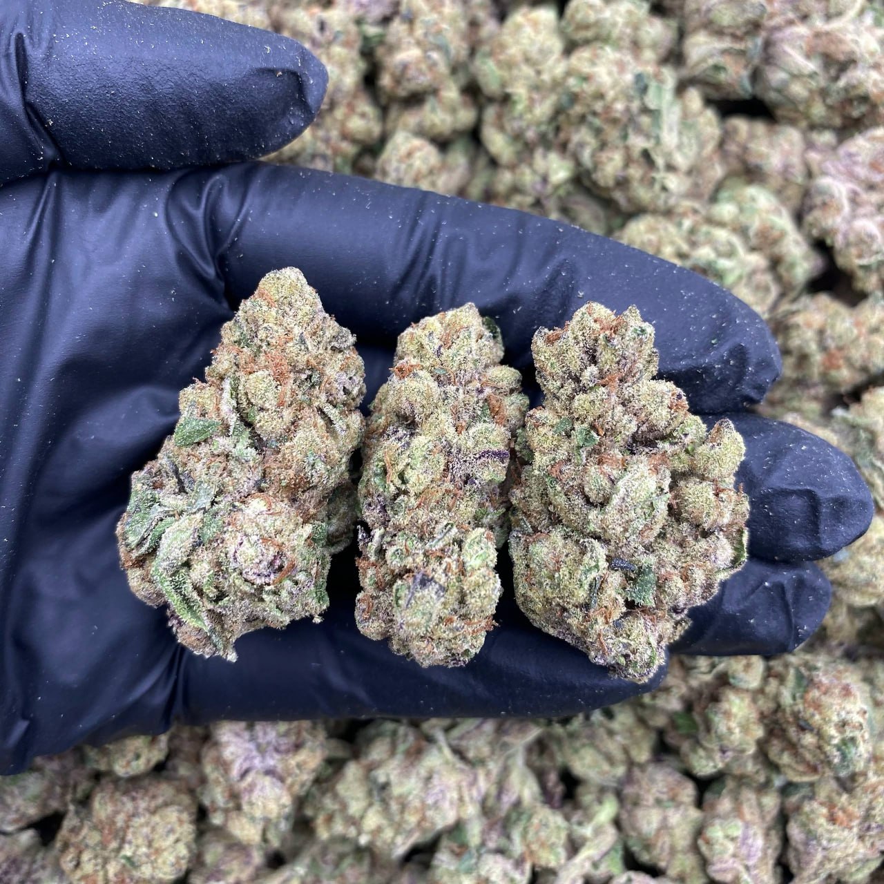 Black Sugar Runtz