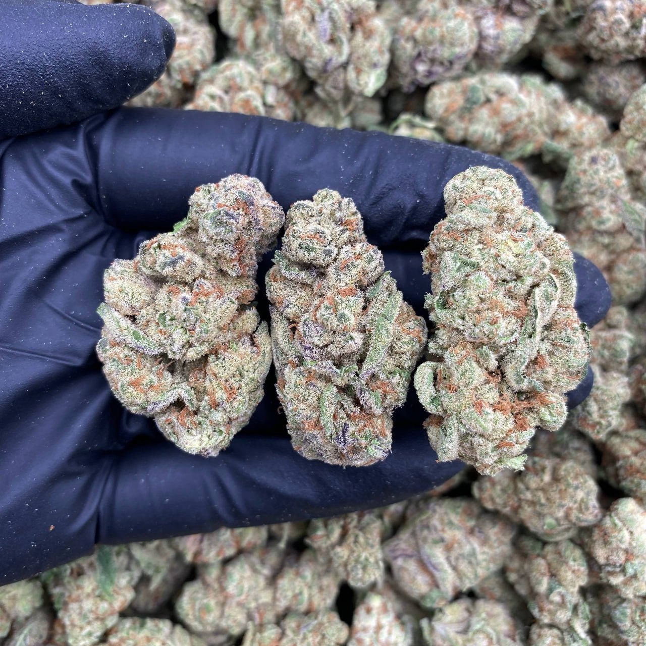 Area 51