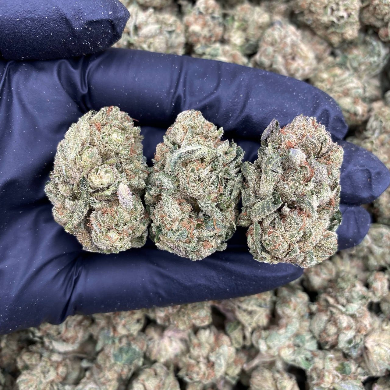 Wifi Og