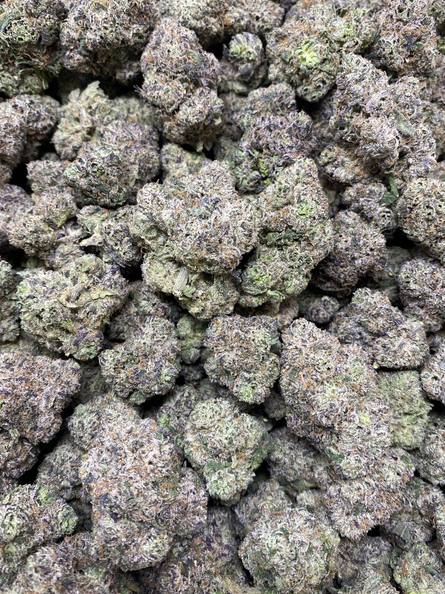 Glitter Bomb