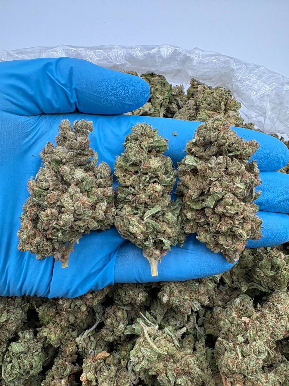 White Freeze Kush Mp