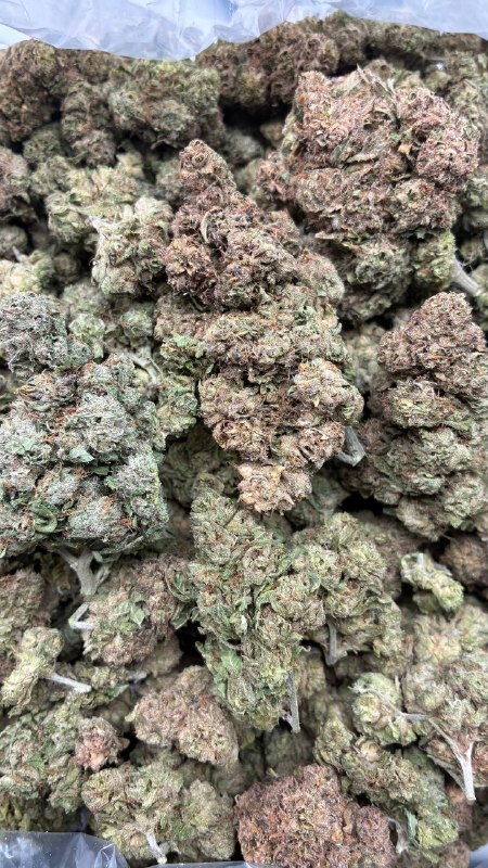 Gelato 33 Clearance