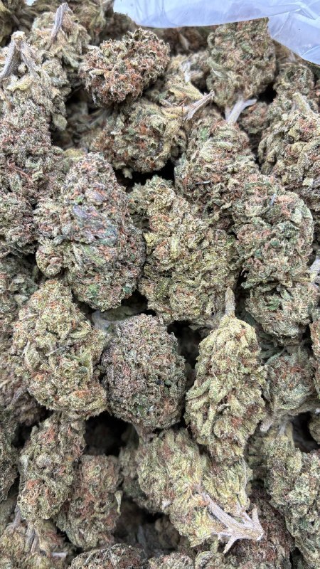 Gelato 44 Clearance