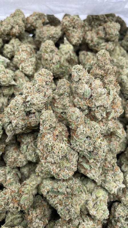 Lemon Tree x Silver Haze