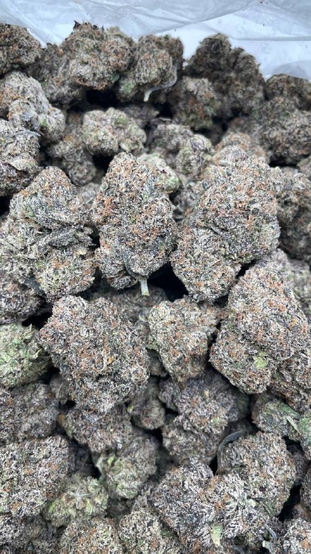 Purple Gumbo