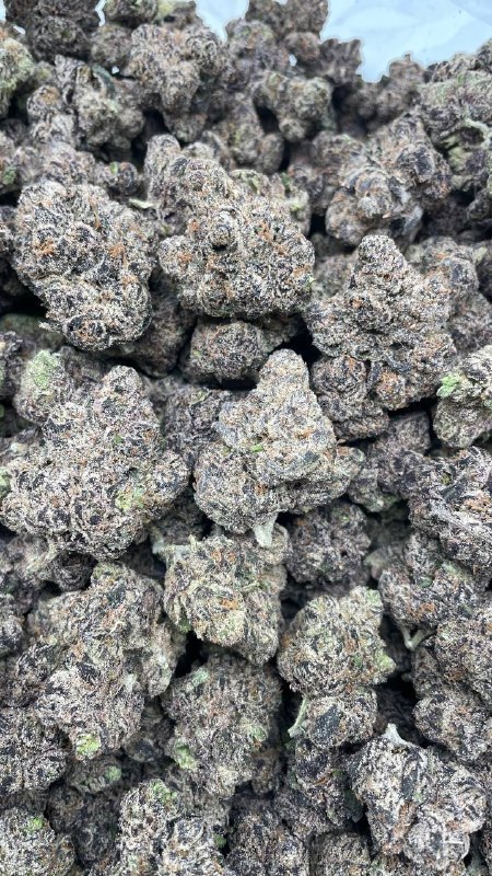 Purple Ink By Umami Seed Co