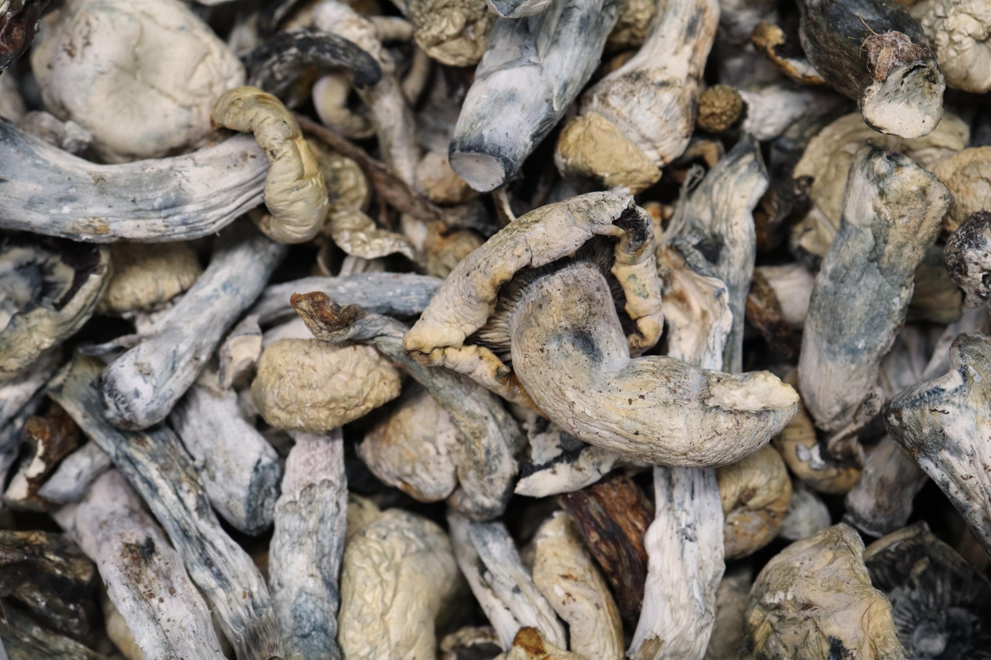 Ape x Golden Teacher AA Shrooms