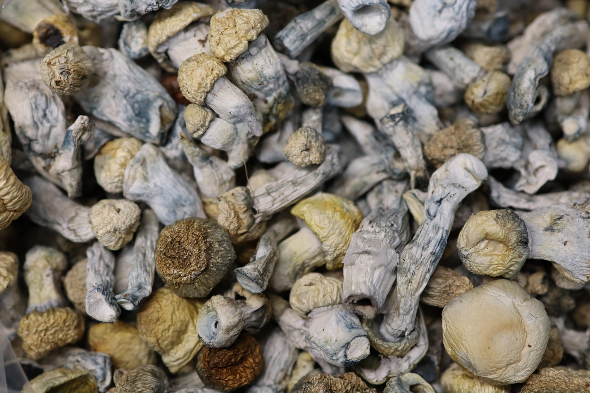 Baby Ape AAA Shrooms