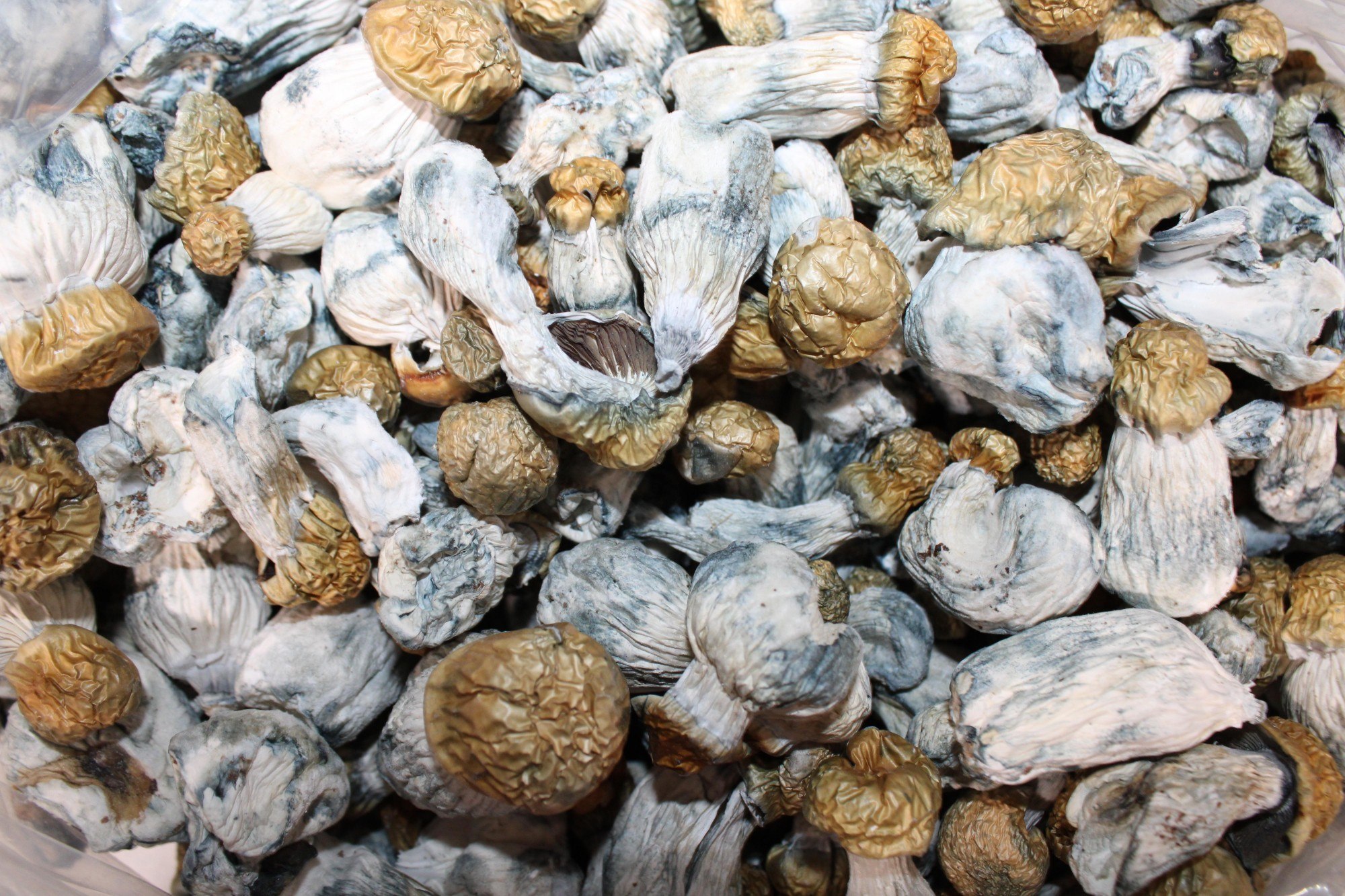 Bluie Vuitton AA Shrooms