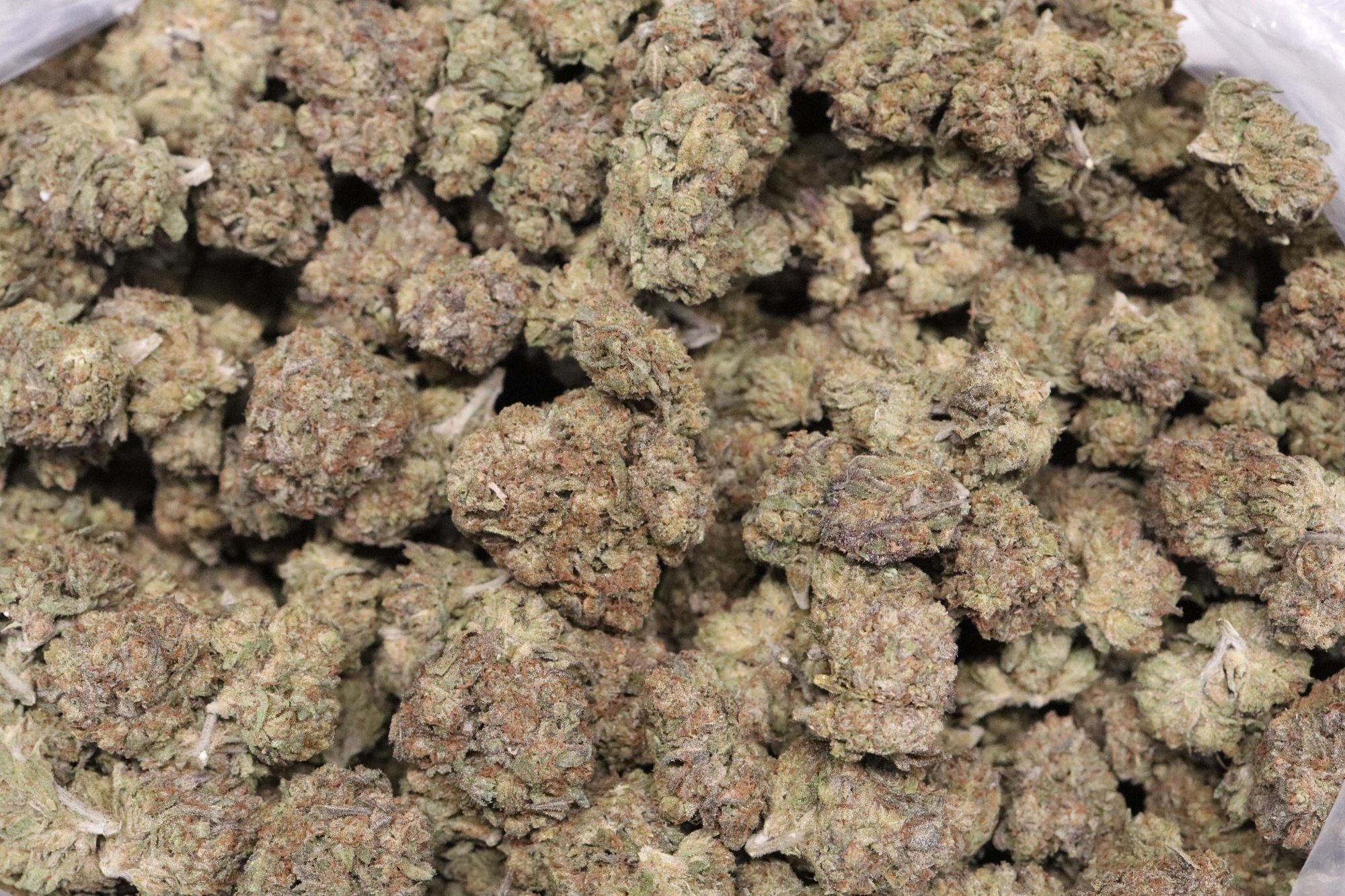 Gelato 41 AA Light Deps
