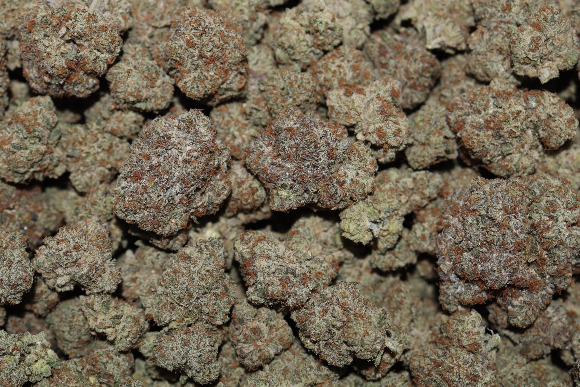 Gorilla Cookies Indoor Flower