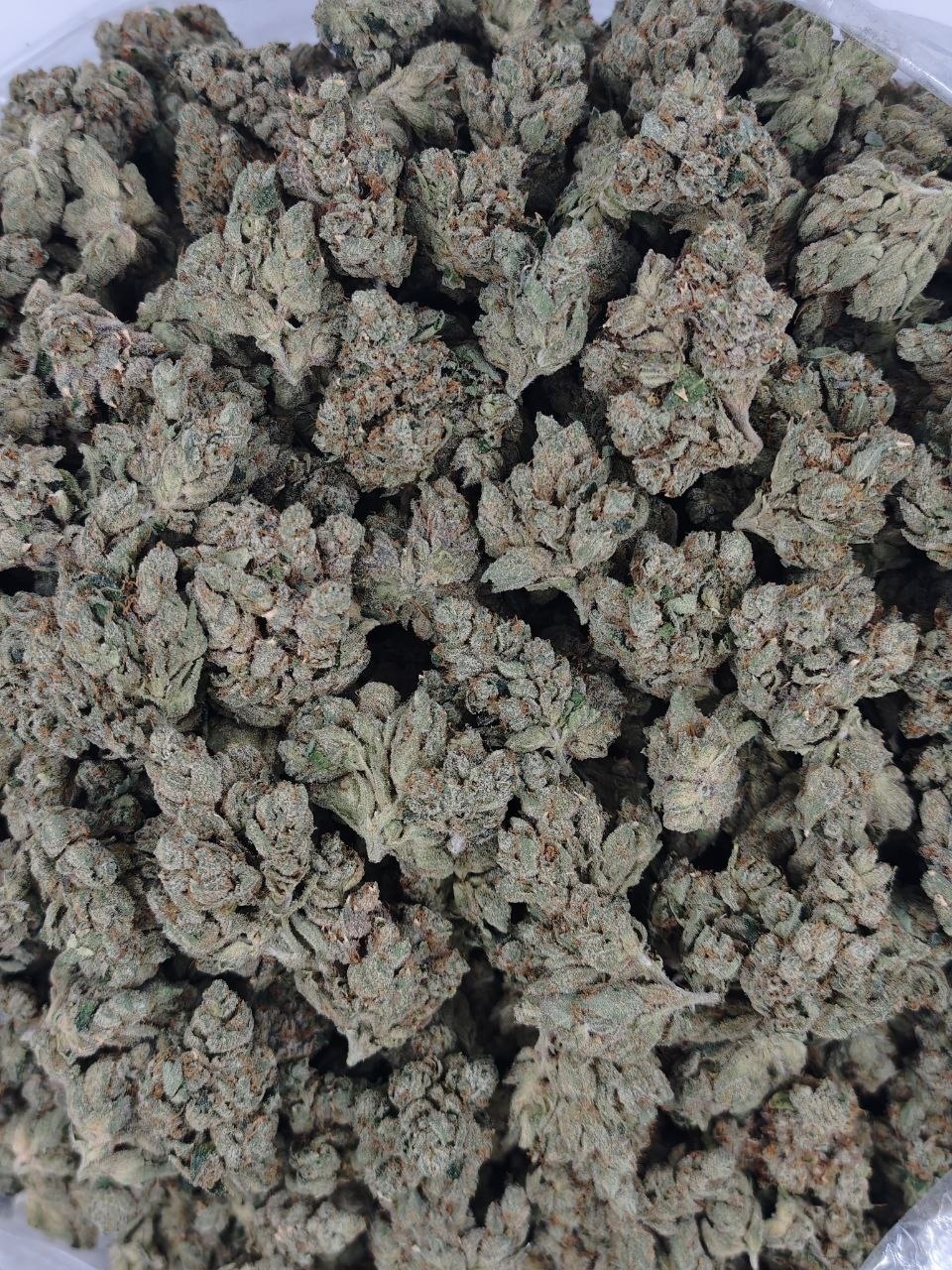 Sfv Og 3