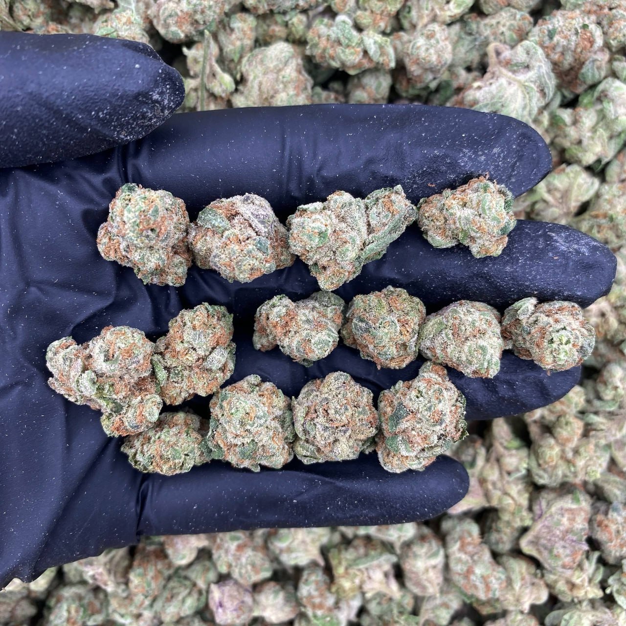 Cotton Candy Smalls
