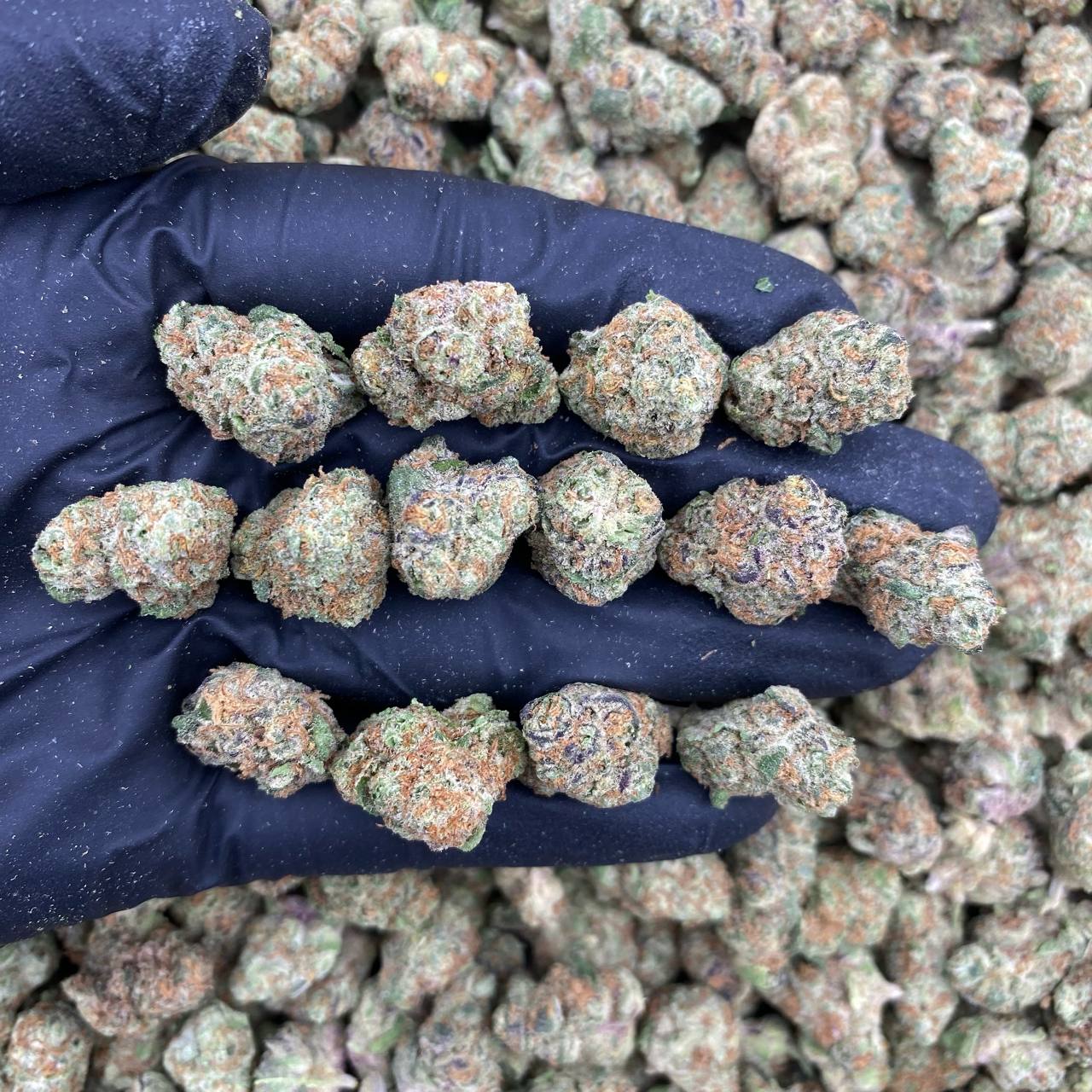 Turbo Razzberry Smalls