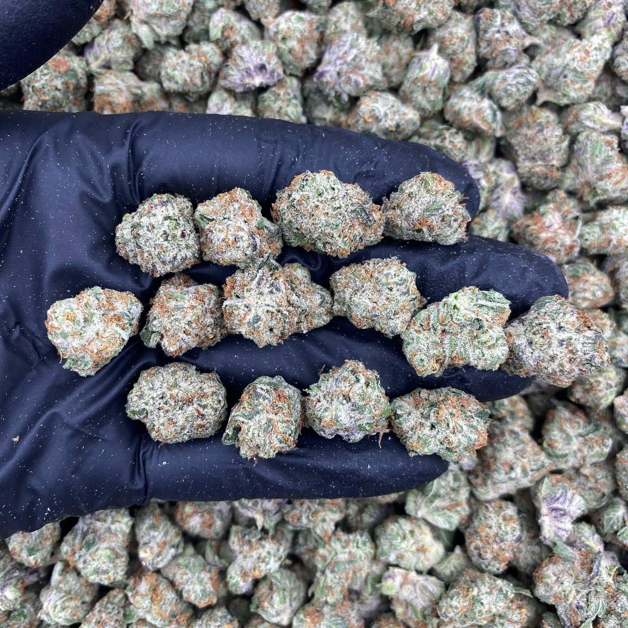 Wizzard Candy Smalls
