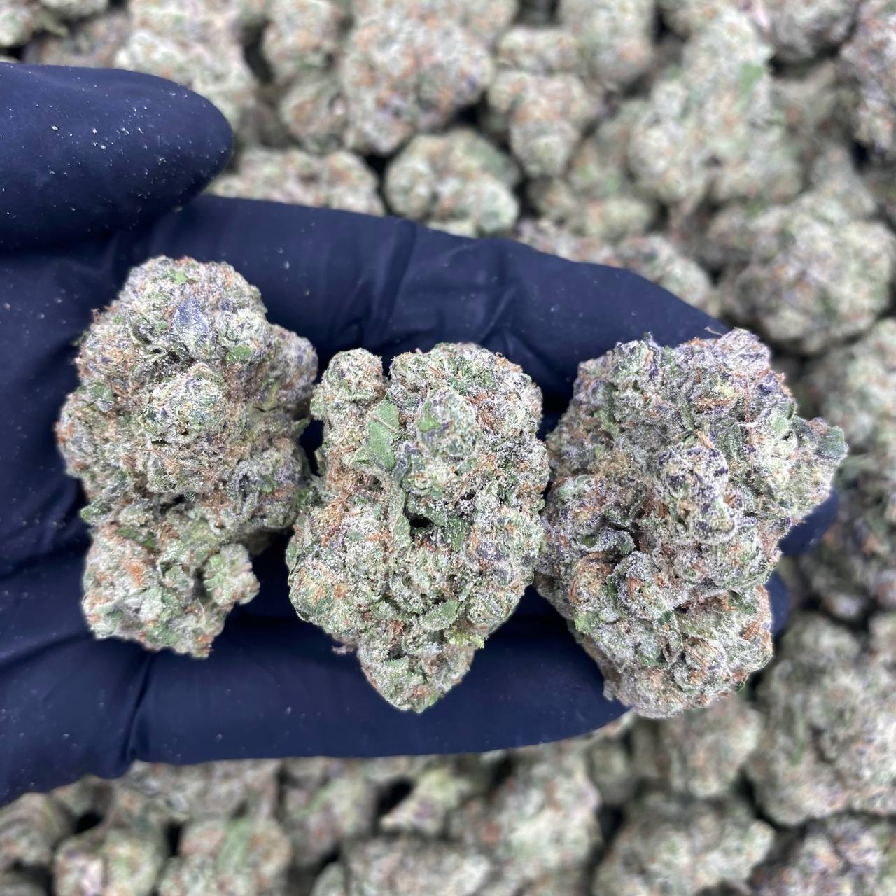 Jelly Donutz