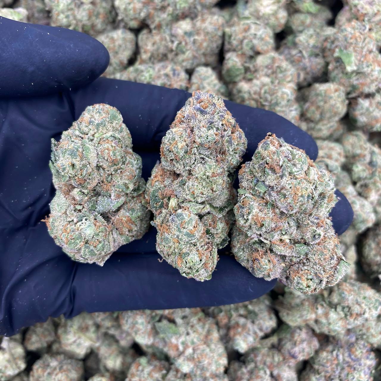 Candyland