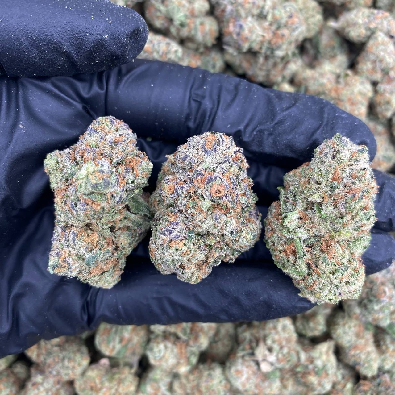Turbo Razzberry