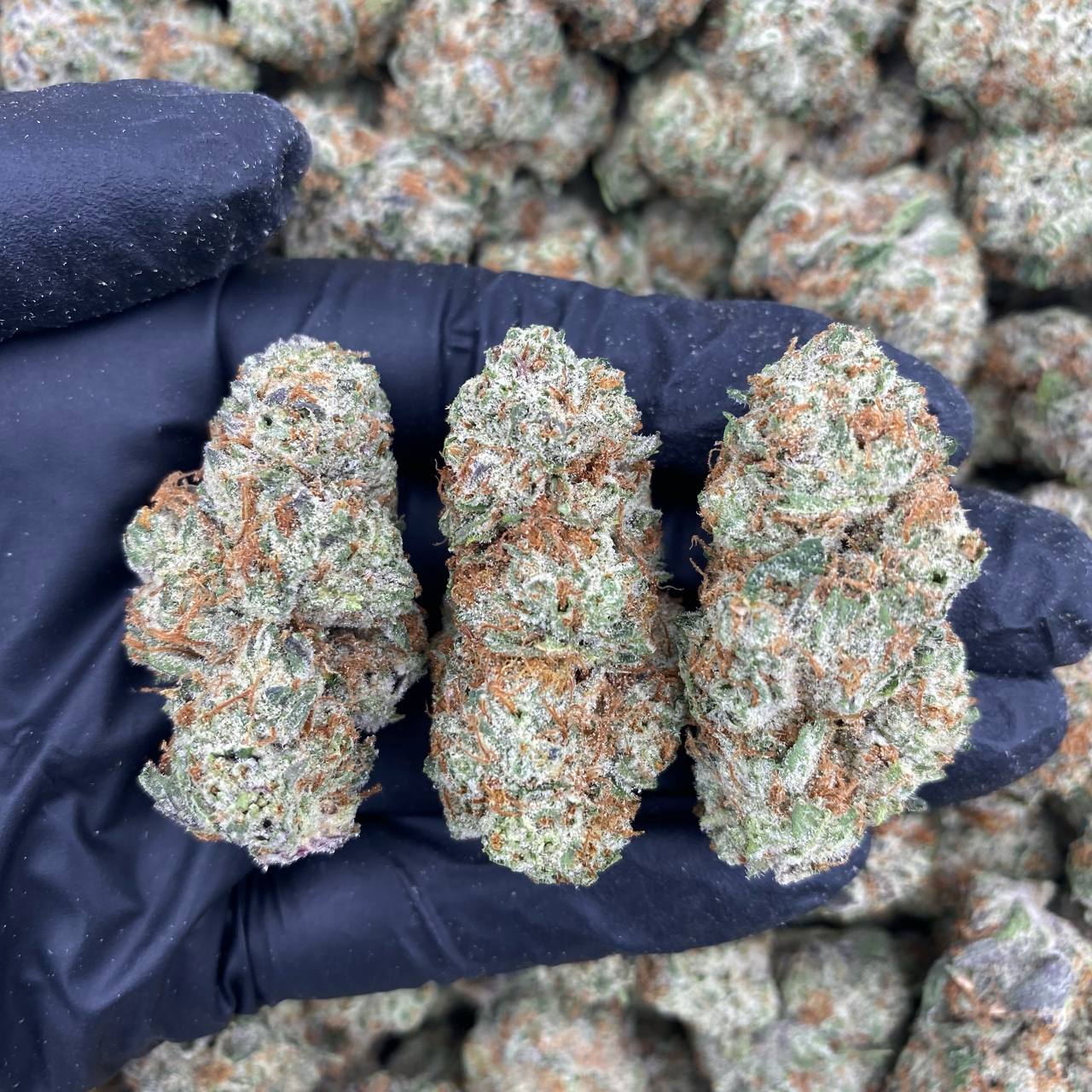 Wizzard Candy