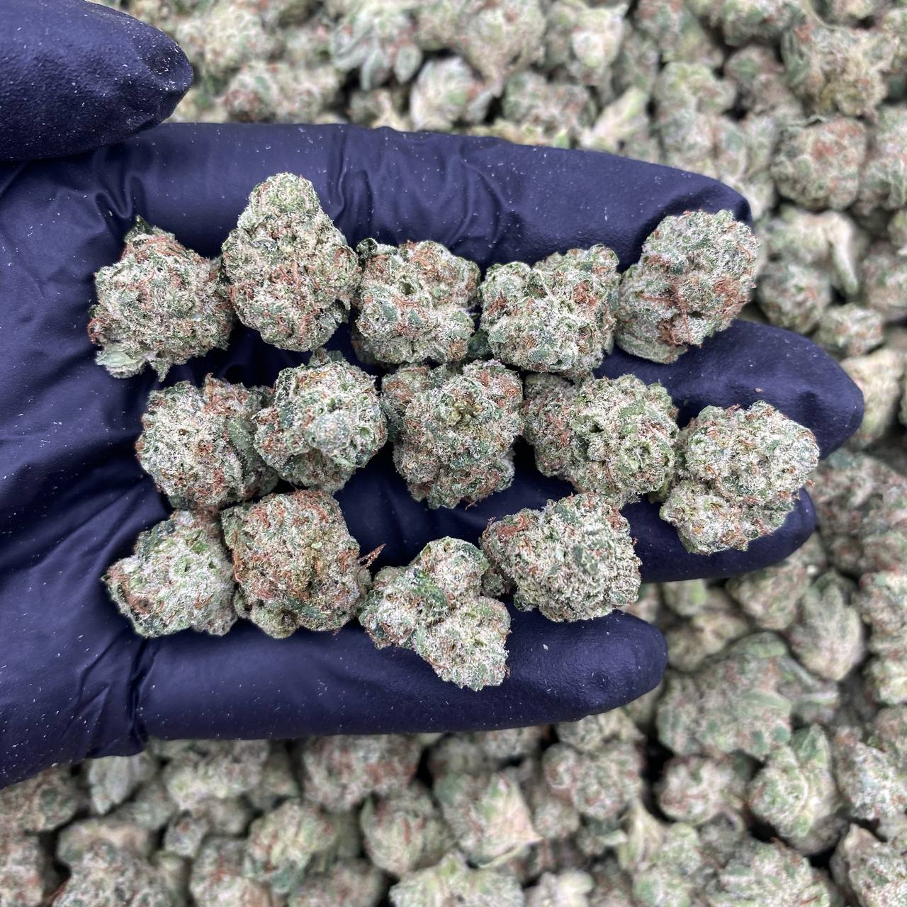 Melonz Smalls