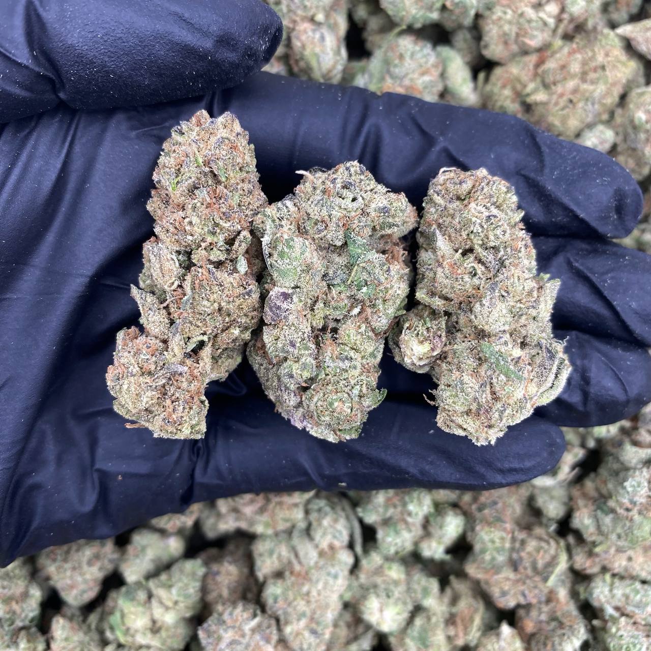 Razzberry Cherriez