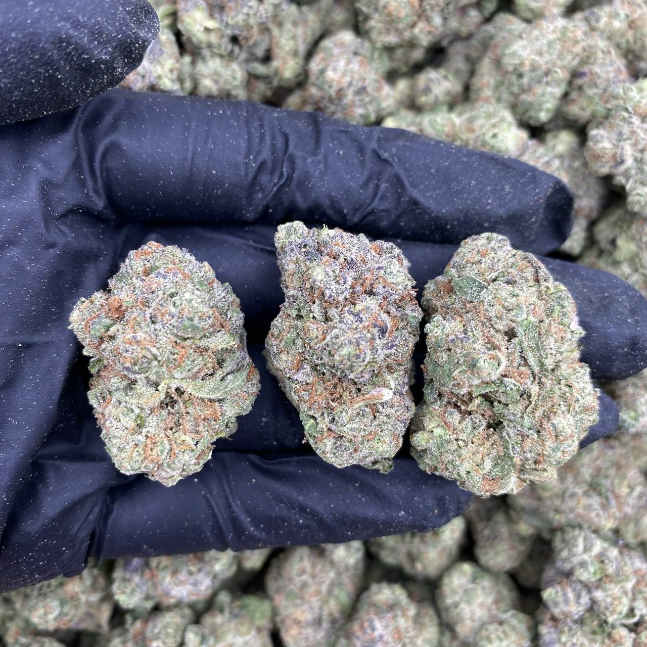 Blueberry Cherriez Diesel