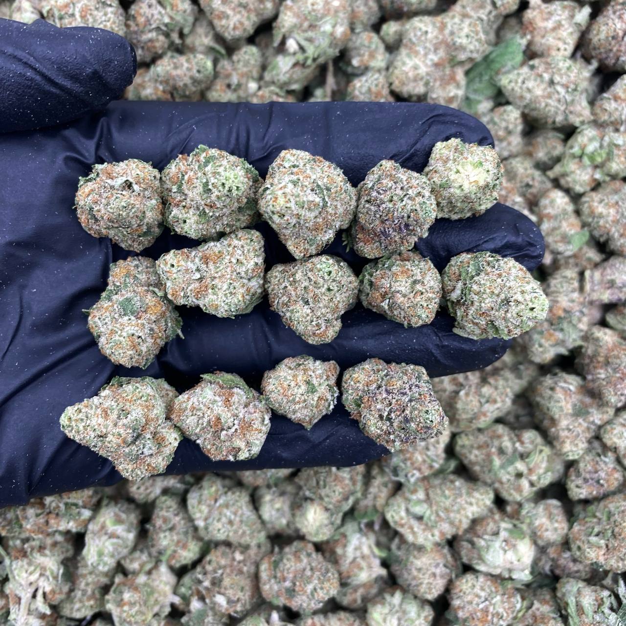 White Bubblegum Mediums