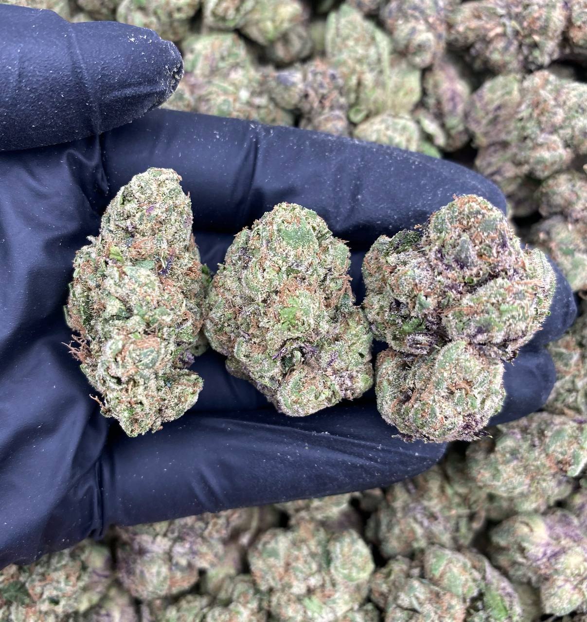 Candy Moonshine