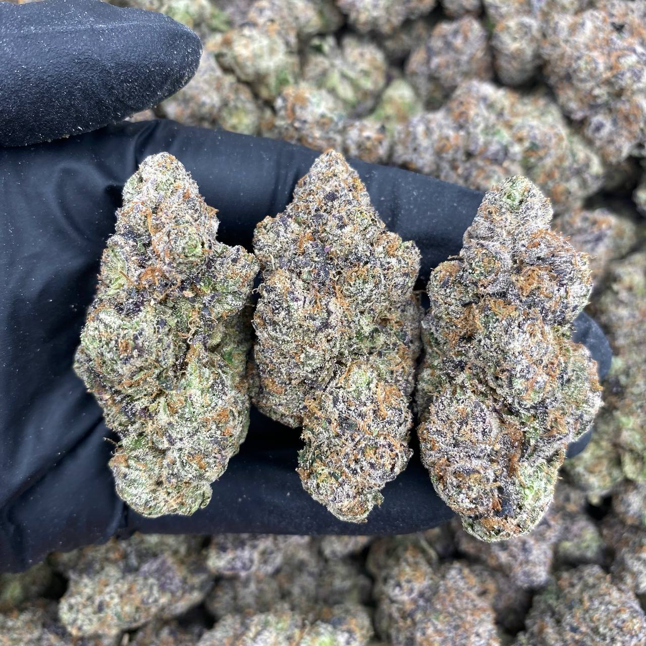 Frosty Runtzsicle