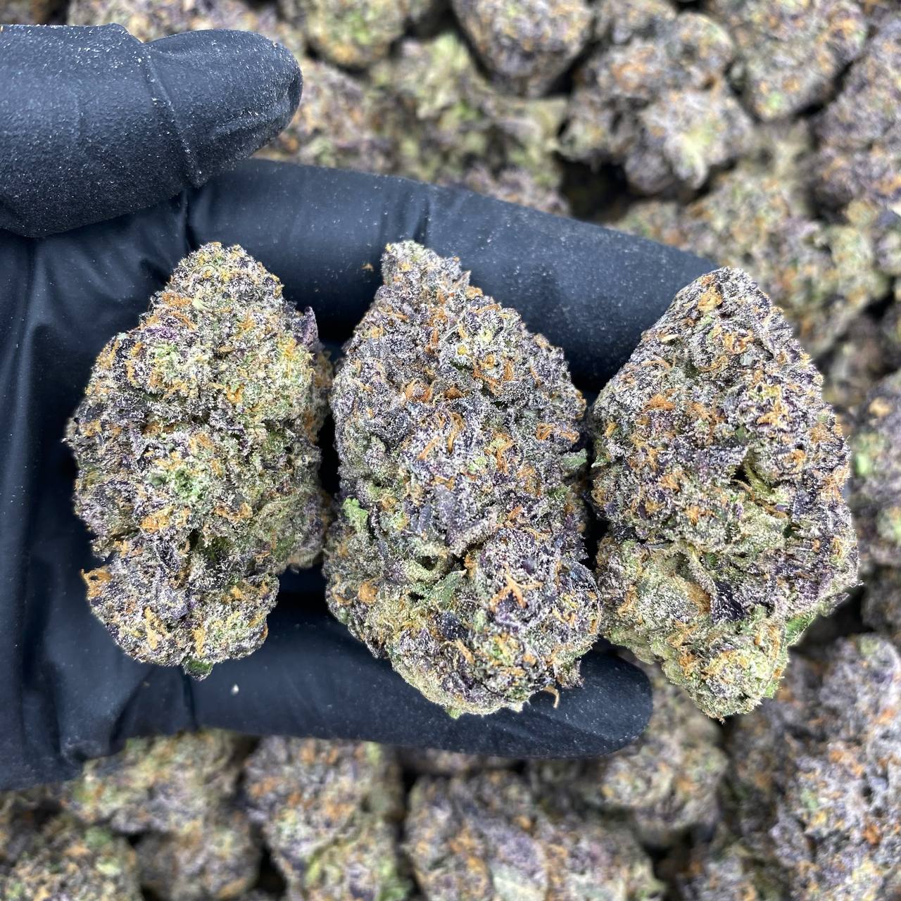 Kamikaze